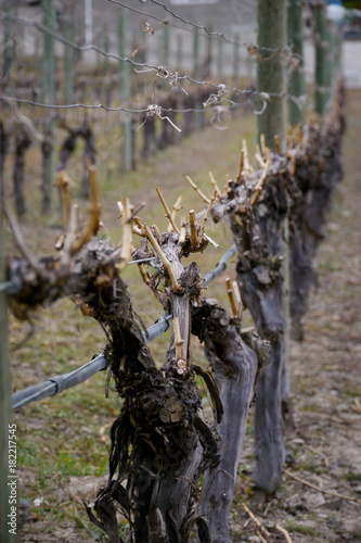 closely pruned grape vines in a vineyard in spring