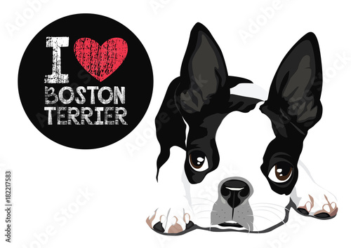 Foto I Love Boston Terrier Vector