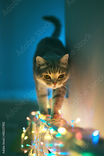 Fototapeta Naklejka Na Ścianę i Meble -  Cat and Christmas lights