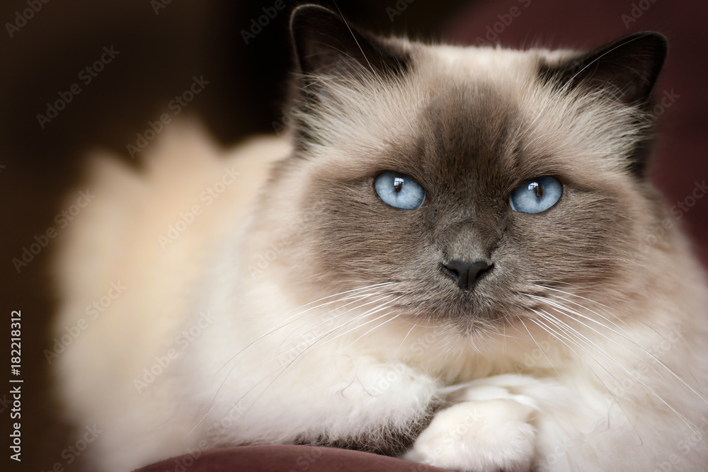 Blue Birman Cat