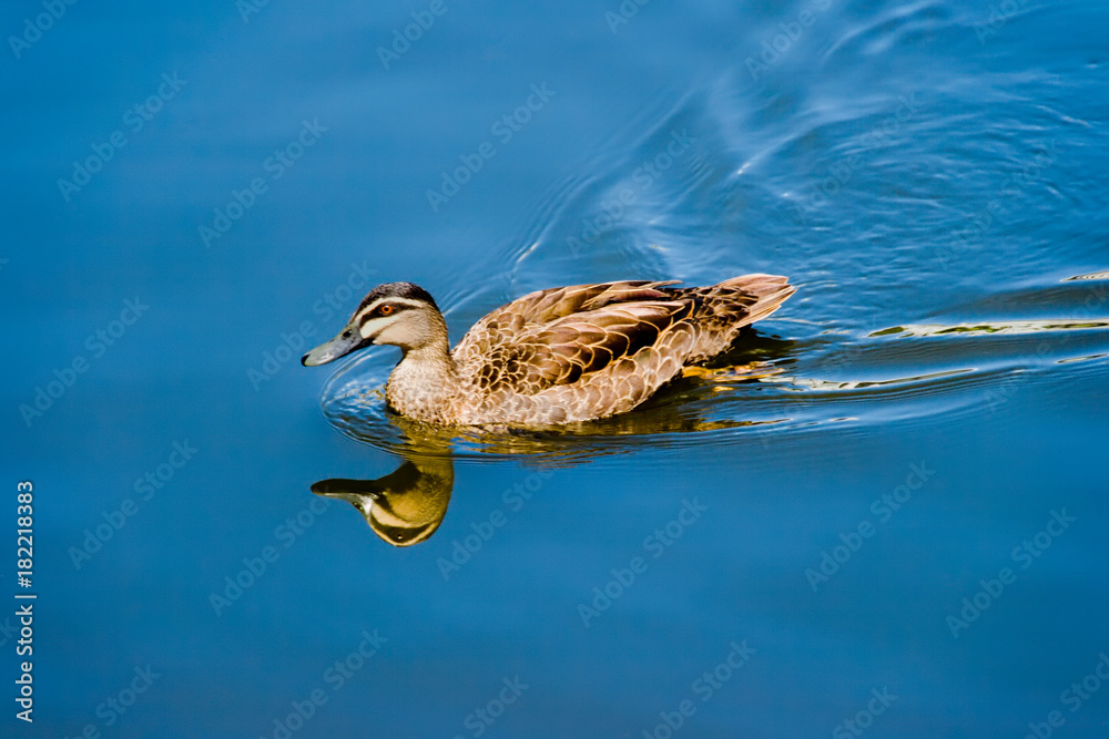 Wild duck with reflection swimming quickly on blue water Wild duck with reflection swimming quickly on blue water