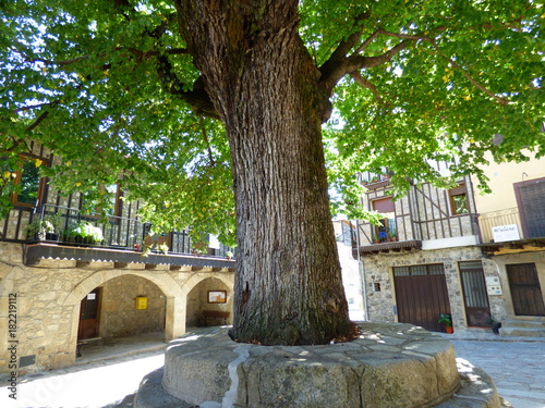 Arbol en Herguijuela de la Sierra, pueblo de Salamanca (Castilla y León, España)