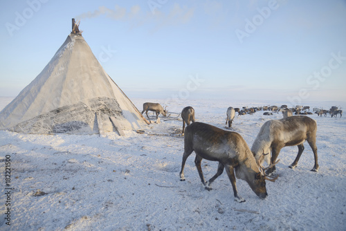 Tableau sur toile Чум ненца на севере