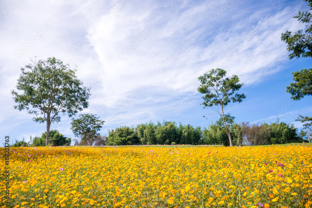 Obraz premium Cosmos flower natural field a lot of flowers