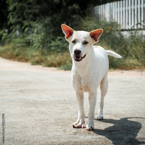 White Homeless dog on the street