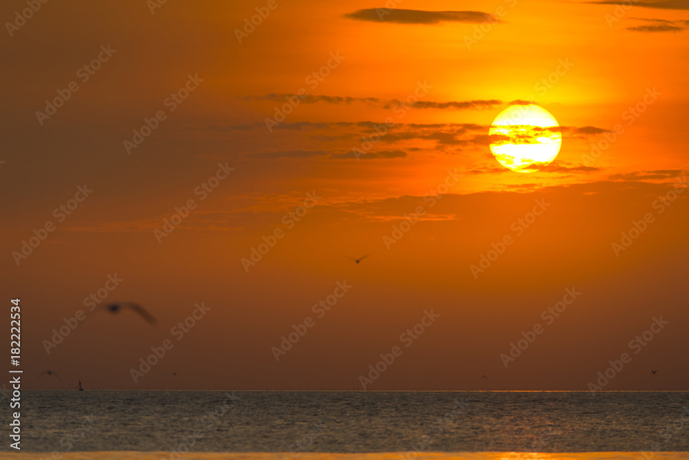 Silhouette, Evening sun with beautiful orange light and gulls flying.