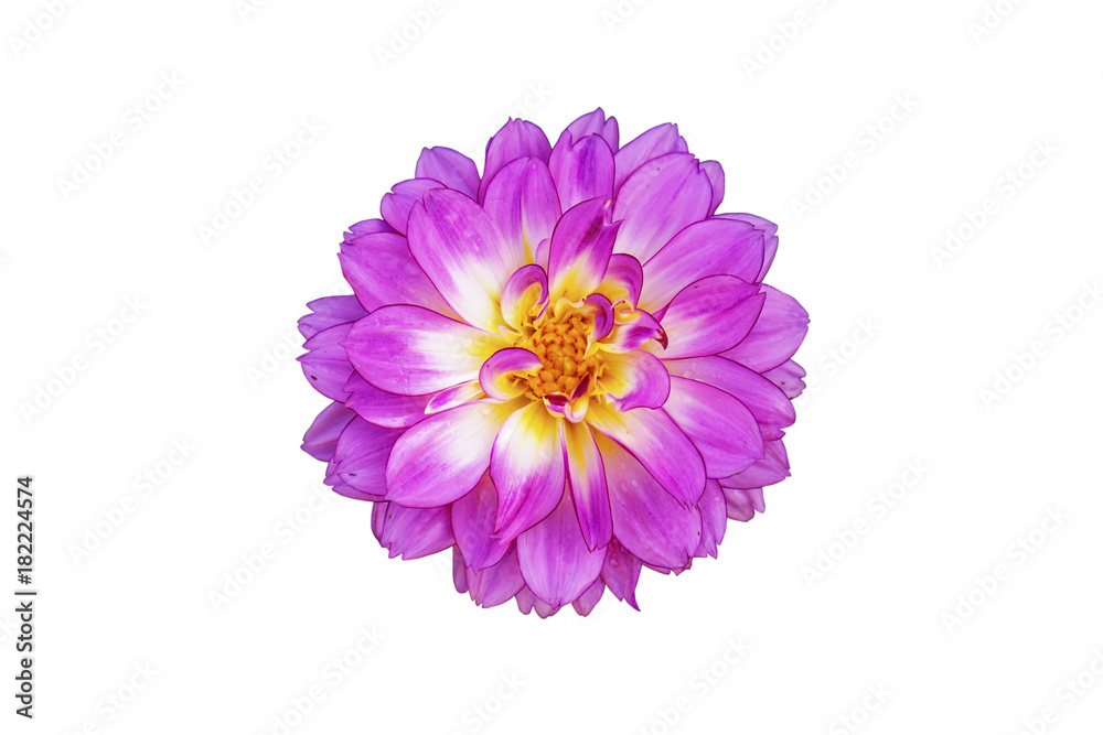 pink flower isolated on white background with Clipping Path pink flower isolated on white background with Clipping Path