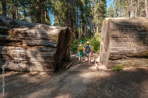 Tableau sur toile Tourists with backpack hiking among sequoia redwoods