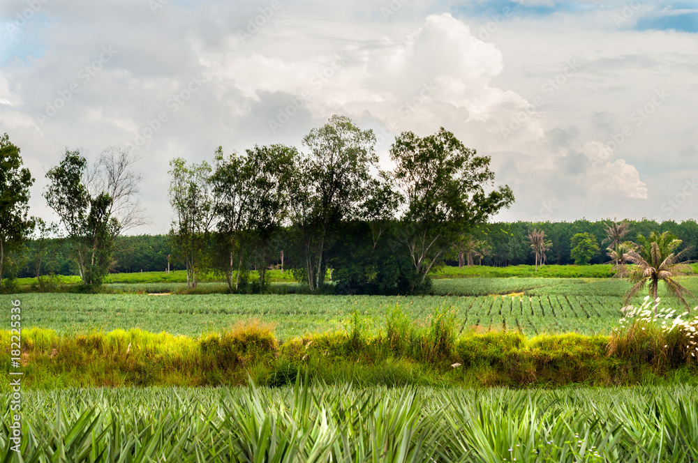 Fototapeta premium Green landscape with tree and pineapple plants farm