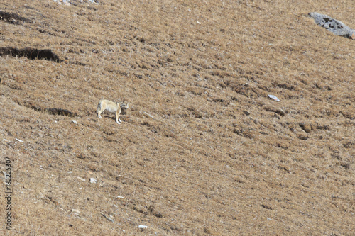 Tibetan Wolf (Canis lupus chanco) walking on a mountain side in SiChuan photo