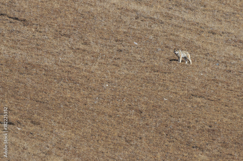 Tibetan Wolf (Canis lupus chanco) walking on a mountain side in SiChuan