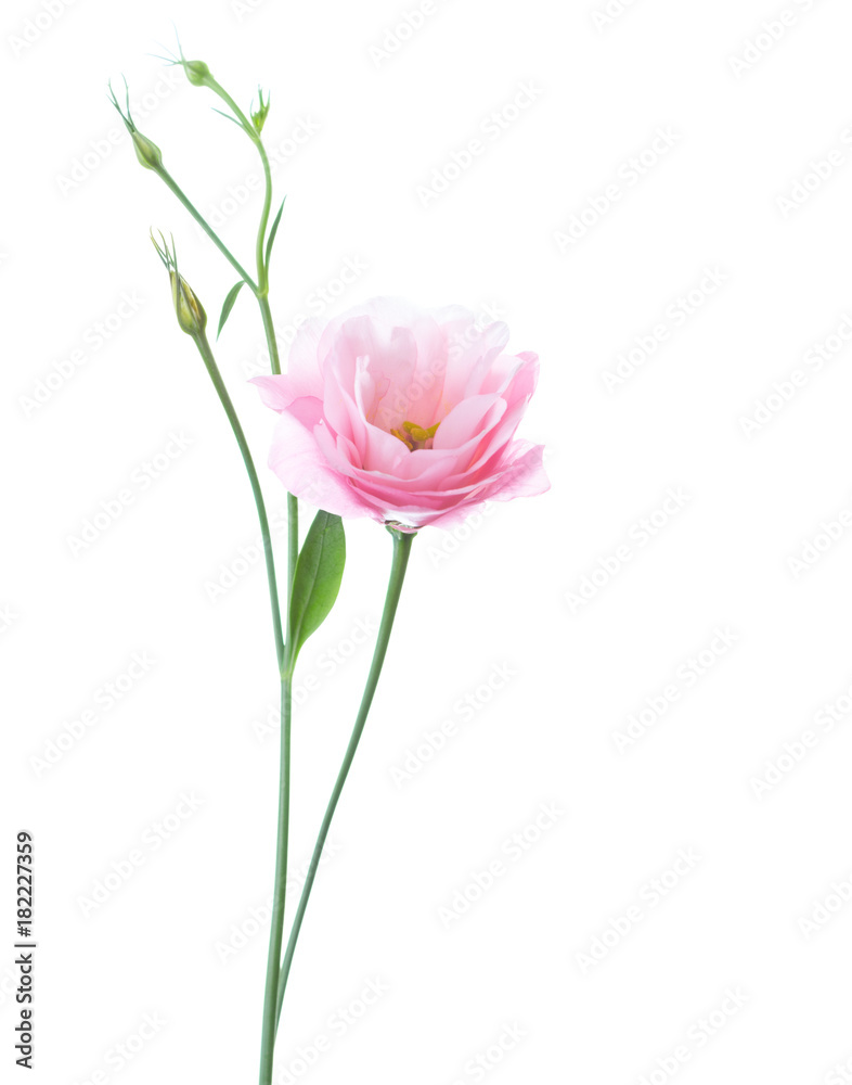 Light pink flower of Eustoma isolated on white background