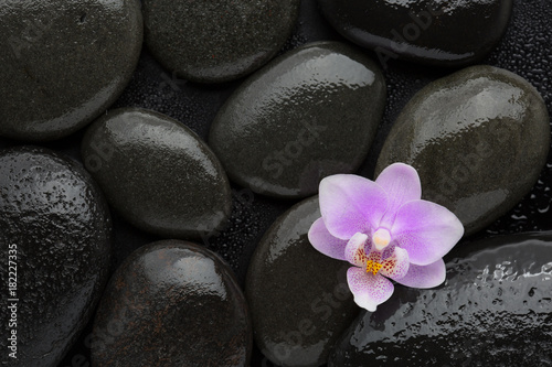 Light pink  orchid  lying on wet black stones. Viewed from above. Spa concept.