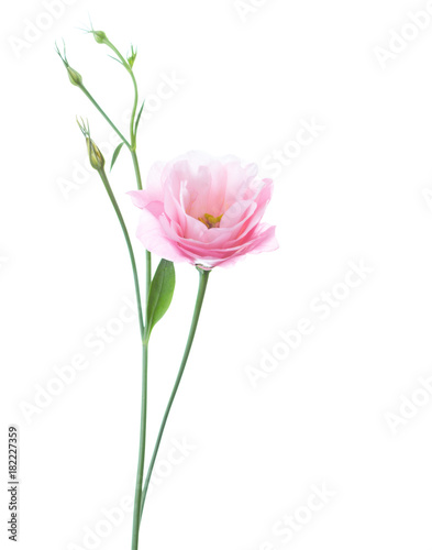 Light pink flower of Eustoma isolated on white background