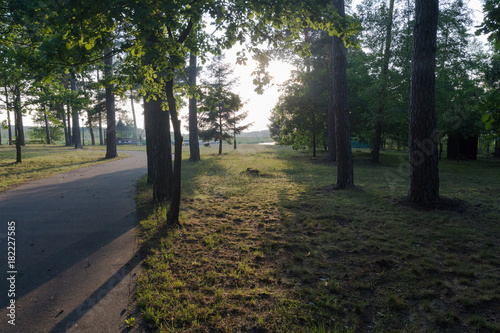 Sunset in a park in forest in summertime