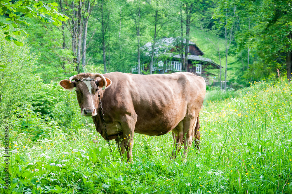 brown cow grazes on Carpathian mountains meadow brown cow grazes on Carpathian mountains meadow