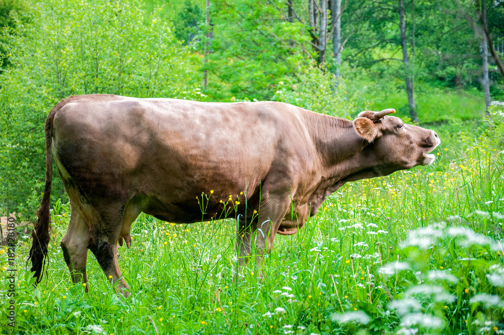 brown cow grazes on Carpathian mountains meadow