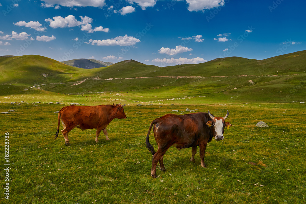 Cows eating fresh grass in mountain valley