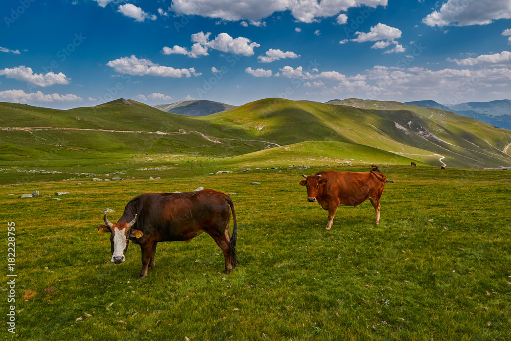 Cows eating fresh grass in mountain valley Cows eating fresh grass in mountain valley