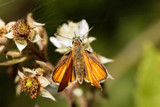 Skipper butterfly (Ochlodes sylvanus)