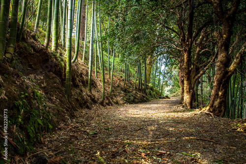 Shady alley in the bamboo grove. Batumi Botanical Garden