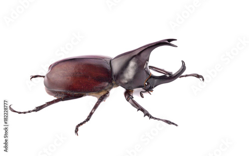 Rhinoceros beetle, Rhino beetle, Hercules beetle, Unicorn beetle, Horn beetle isolated