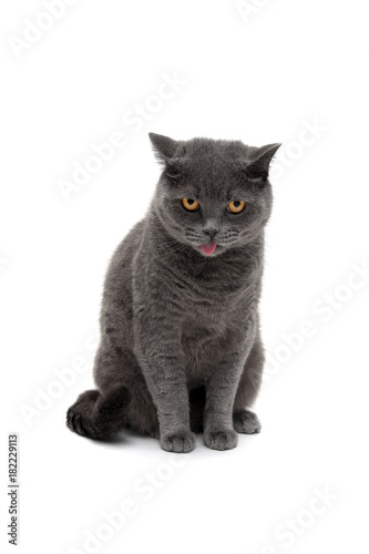 gray cat of Scottish breed isolated on white background