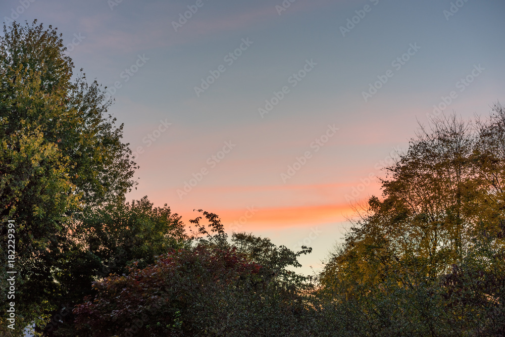 trees in autumn with red sunset sky