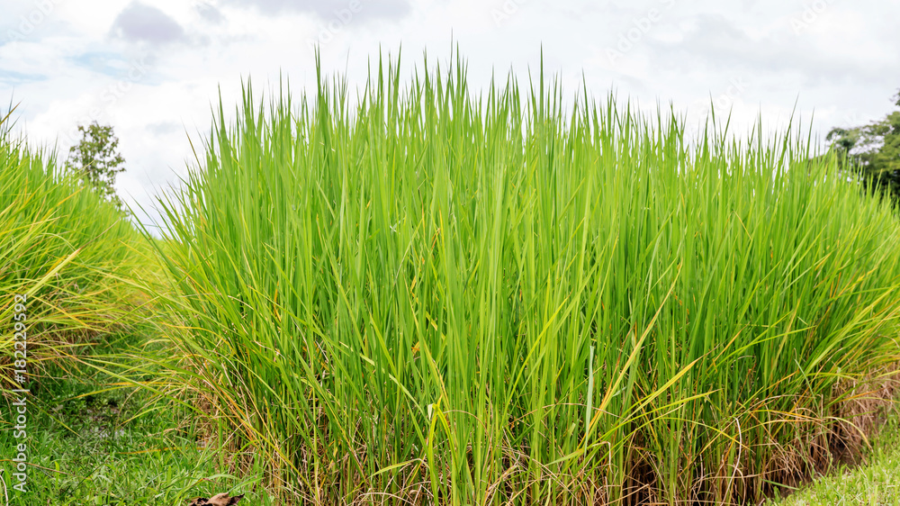 green rice plantation in Thailand.