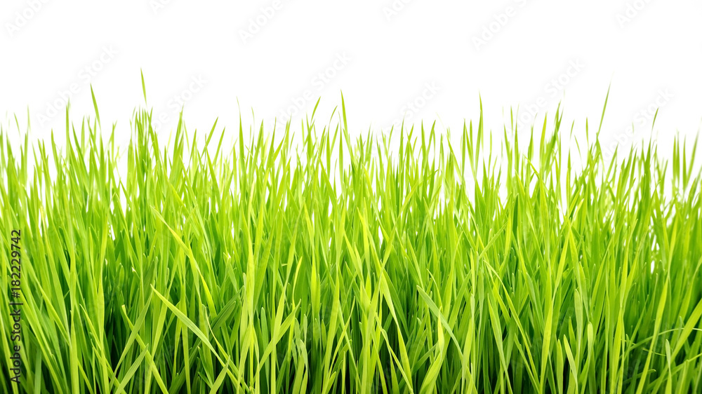 wheatgrass plant on a white background.