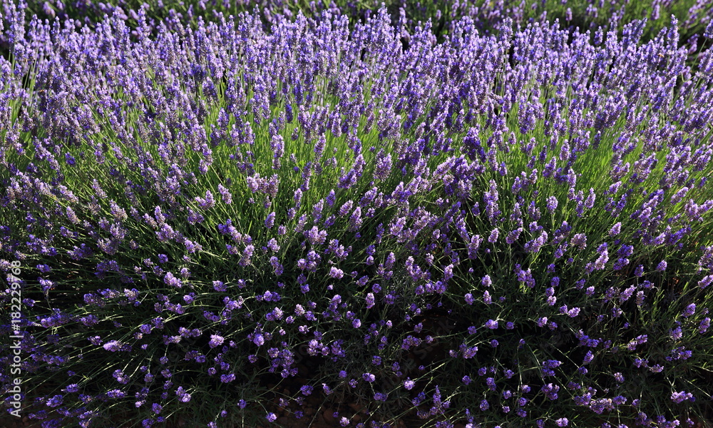 Fototapeta premium plants et brins de lavandin du massif du Lubéron