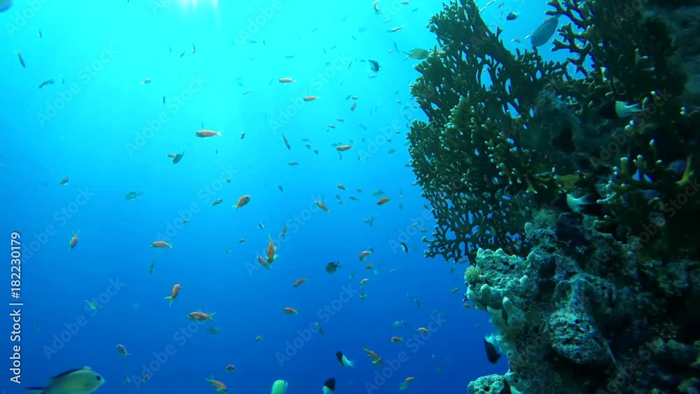 Video shooting at a shallow depth. The corals and tropical fish. Video shooting at a shallow depth. The corals and tropical fish.
