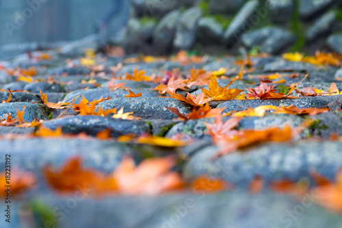 紅葉と階段