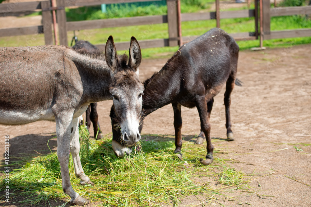 Donkeys on the farm eat grass