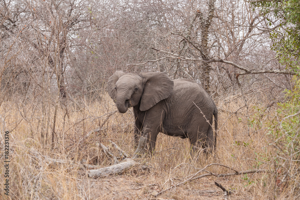 Fototapeta premium Elefant