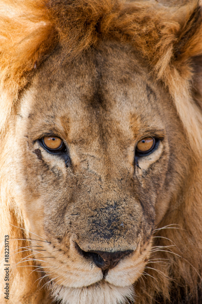 Naklejka Lion