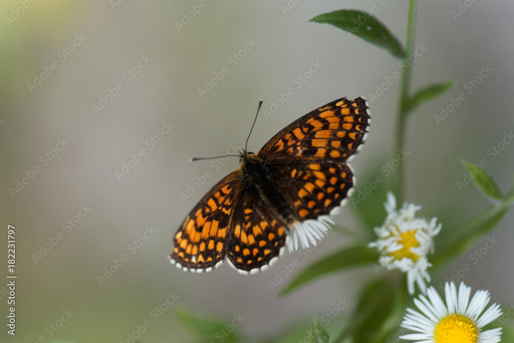 Heath fritillary (Melitaea athalia)