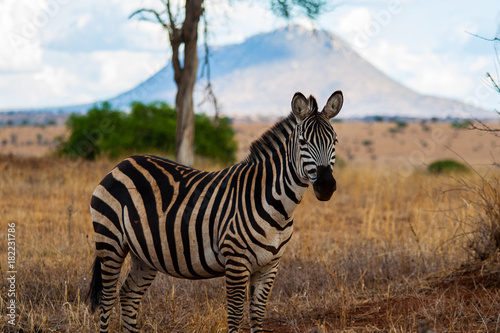 Zebra © Tim