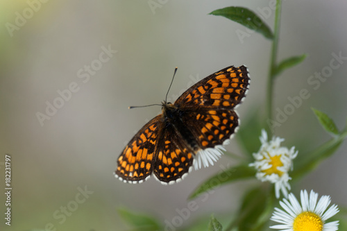 Heath fritillary (Melitaea athalia)