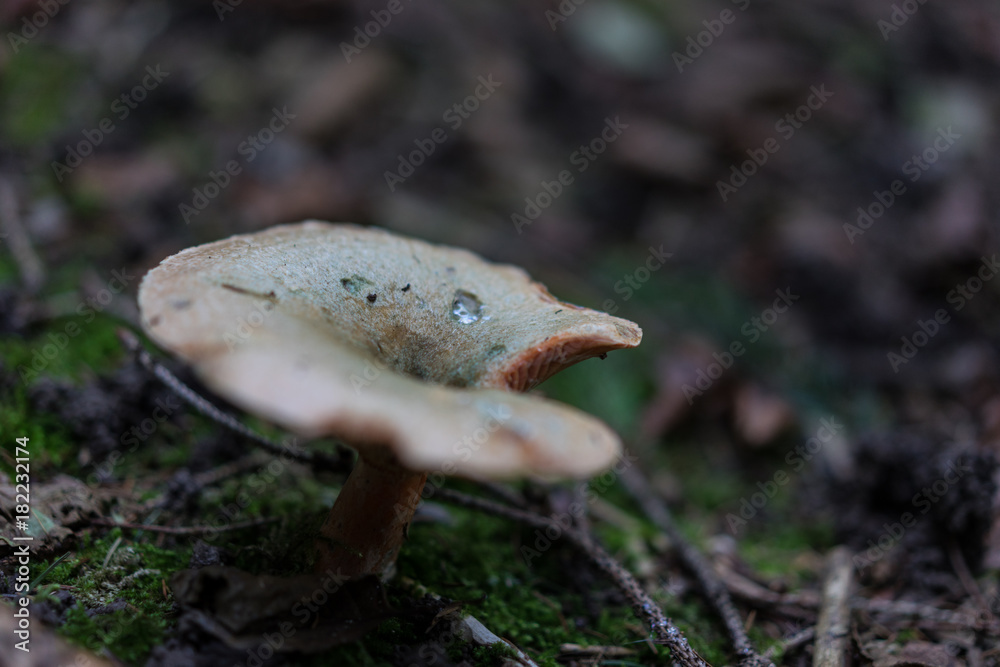 white mushroom close up view in forest white mushroom close up view in forest