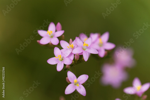 Common centaury  Centaurium erythraea