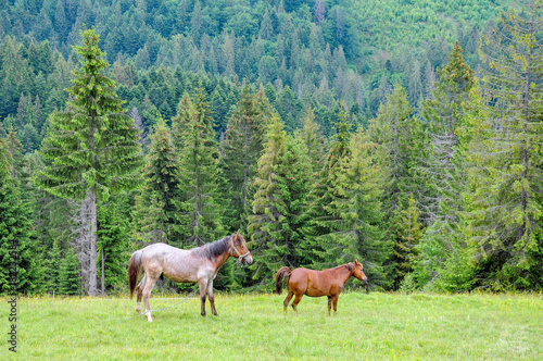 Horses graze on pasture on Carpathian mountains meadow in summer