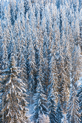 Coniferous forest with snow in the landscape
