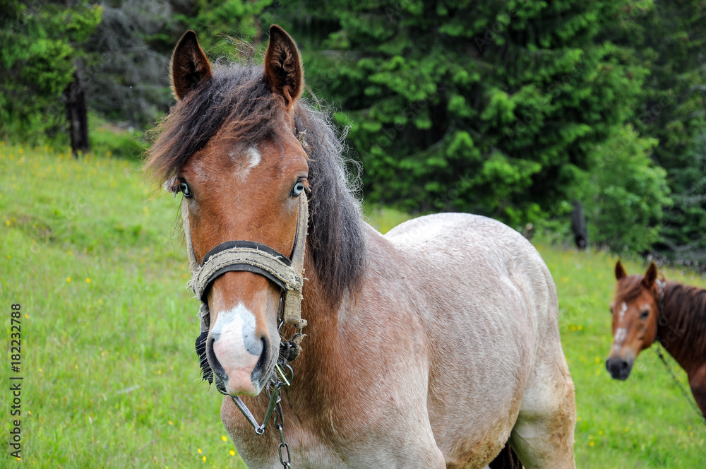 Fototapeta premium Horses graze on pasture on Carpathian mountains meadow in summer