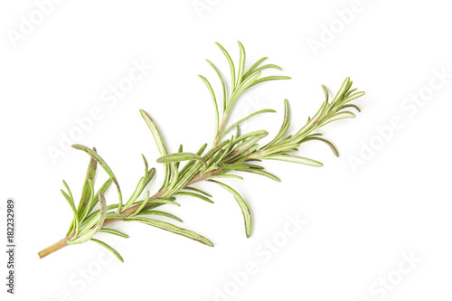 Rosemary isolated on white background  Top view