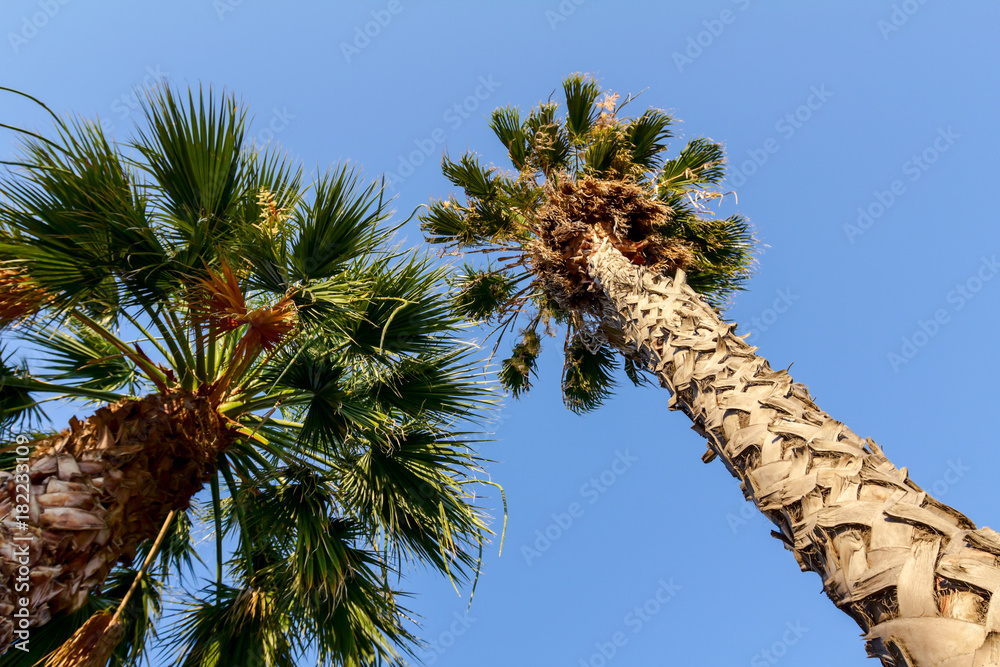 Obraz premium High coconut palm tree on blue sky
