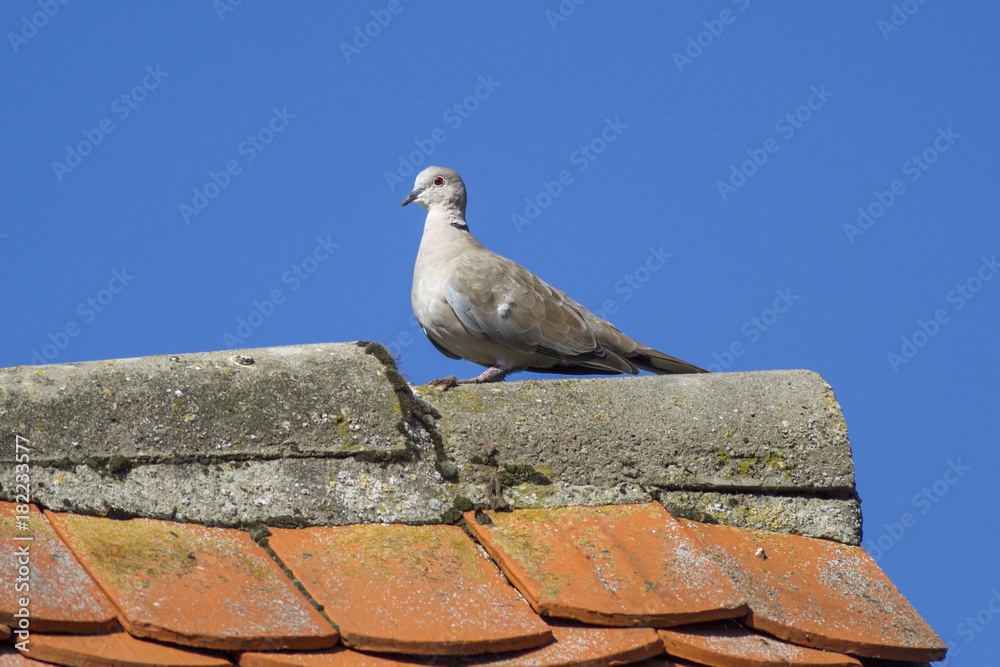 Eurasian collared dove (Streptopelia decaocto) Eurasian collared dove (Streptopelia decaocto)