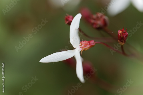 Bowmans root, Gillenia trifoliata photo