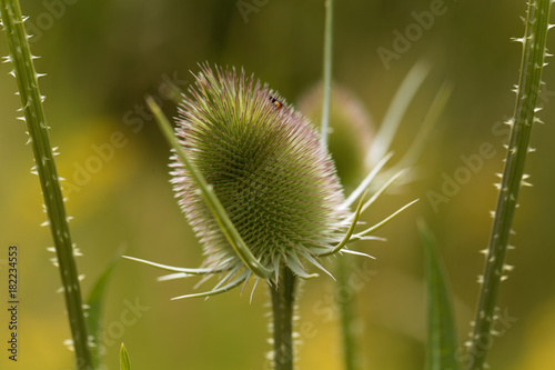 Wild teasel  Dipsacus fullonum