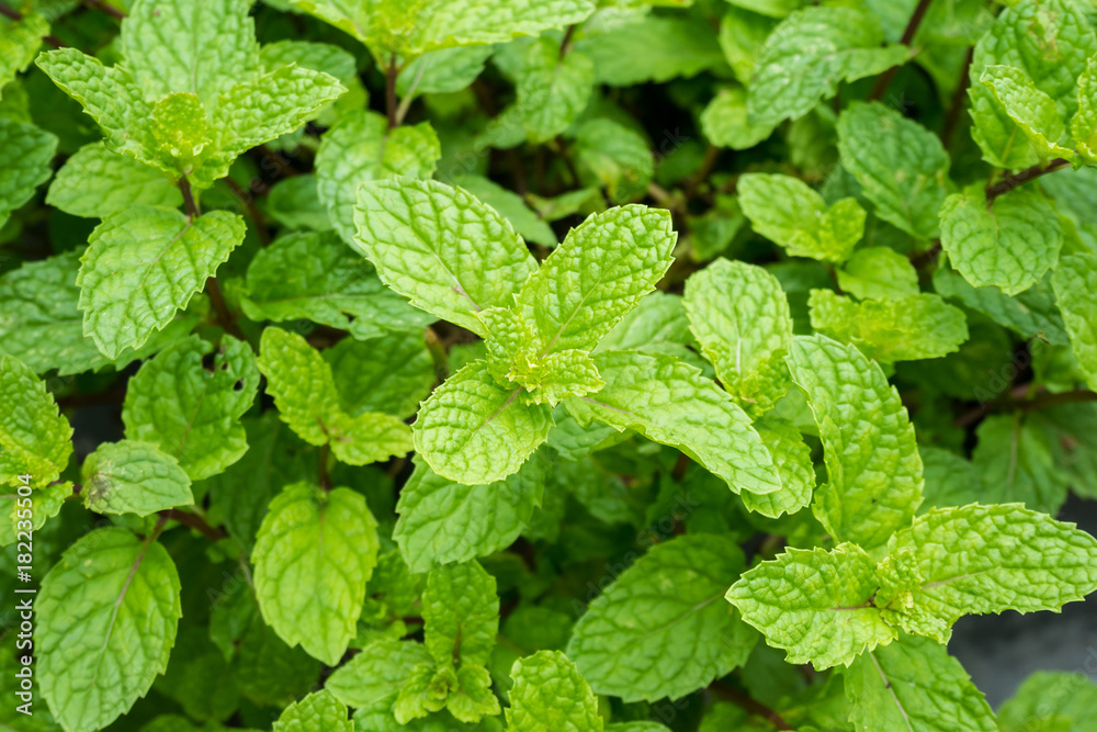 close up mint leaves plant grow in organic vegetable garden close up mint leaves plant grow in organic vegetable garden